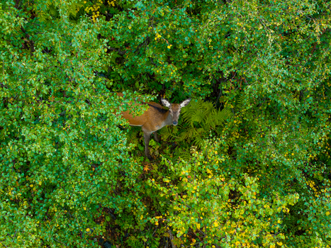 Aerial view of a deer standing in a lush green forest with dense foliage and ferns in Valldal More og Romsdal Norway.