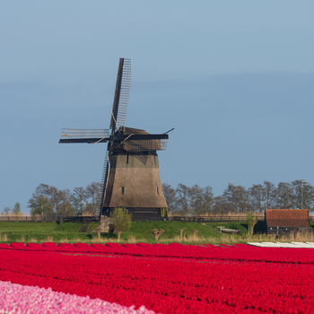 View of the Bovenmolen G windmill standing behind vibrant red and pink tulip fields under a clear blue sky in Schermerhorn Noord Holland Netherlands. View of the Bovenmolen G windmill standing behind vibrant red and pink tulip fields under a clear blue sky in Schermerhorn Noord Holland Netherlands.