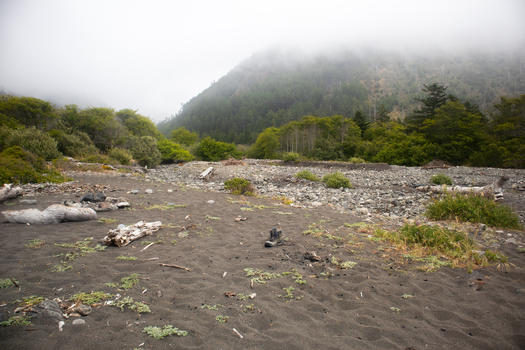 View of the Lost Coast featuring dark sand scattered driftwood and a rocky shoreline under a misty forested hill in Humboldt County California United States.