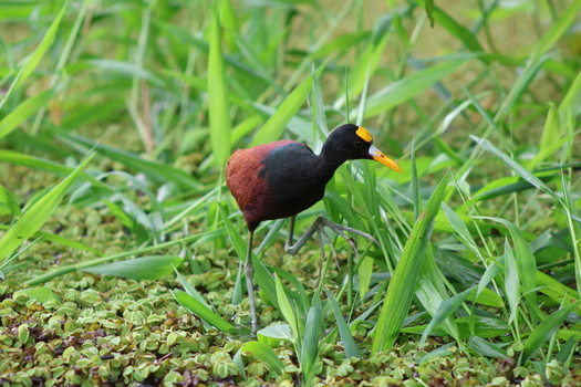 View of a vibrant jacana bird with its striking yellow beak and chestnut body gracefully navigating through the lush green foliage Roxana Limón Province Costa Rica. View of a vibrant jacana bird with its striking yellow beak and chestnut body gracefully navigating through the lush green foliage Roxana Limón Province Costa Rica.