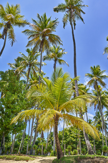 View of lush palm trees reaching towards a clear blue sky in a tropical landscape in Santo Domingo Distrito Nacional Dominican Republic. View of lush palm trees reaching towards a clear blue sky in a tropical landscape in Santo Domingo Distrito Nacional Dominican Republic.