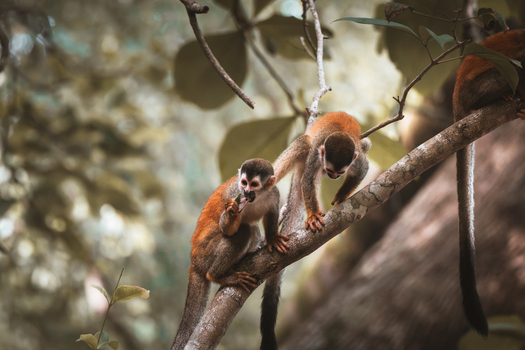 View of two squirrel monkeys perched on a tree branch in the rainforest of Costa Rica.