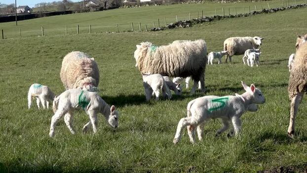 View of sheep and lambs grazing in a green field Ireland.