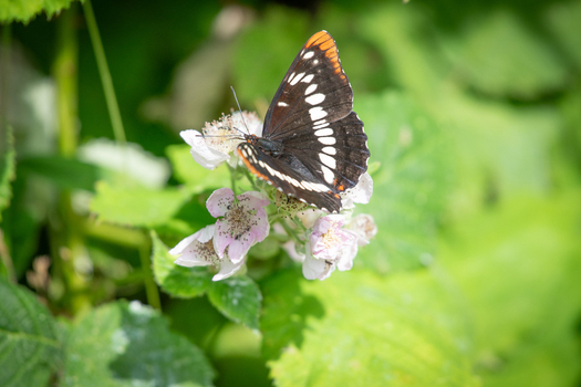 View of a butterfly with dark wings and white markings resting on a cluster of white flowers amidst lush green foliage in Costa Rica.