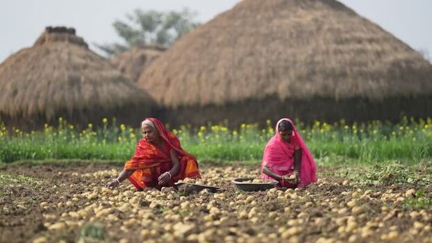 View of women harvesting potatoes in a rural field India.
