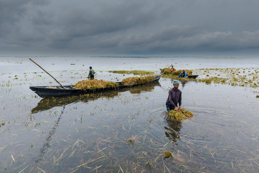 Itna Bangladesh 04 May 2026 Aerial view of farmers harvesting rice in a flooded field with wooden boats under a dramatic cloudy sky. Itna Bangladesh 04 May 2026 Aerial view of farmers harvesting rice in a flooded field with wooden boats under a dramatic cloudy sky.