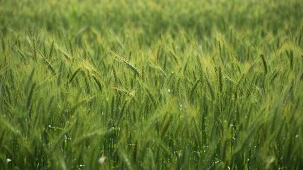 View of green wheat stalks in a field Nepal.