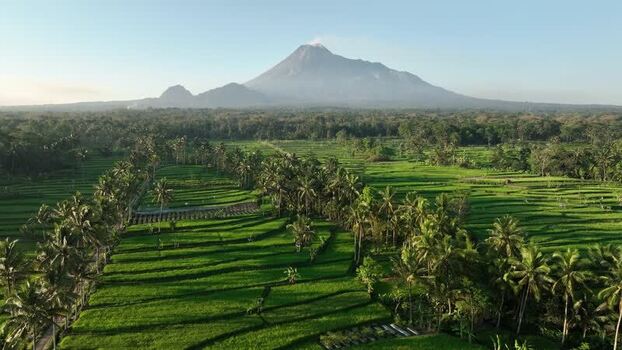 Aerial view of Mount Merapi and rice terraces Indonesia.