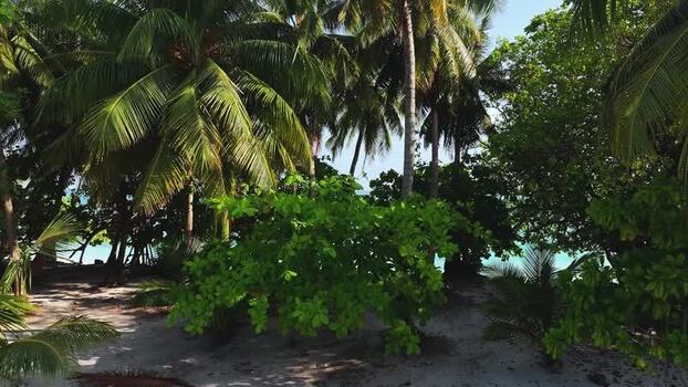 Aerial view of lush palm trees and white sand on a tropical beach Maldives. Aerial view of lush palm trees and white sand on a tropical beach Maldives.