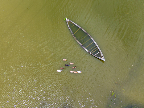 Aerial view of a partially submerged wooden boat floating in the river with a small group of ducks swimming nearby in Natore District Rajshahi Division Bangladesh.