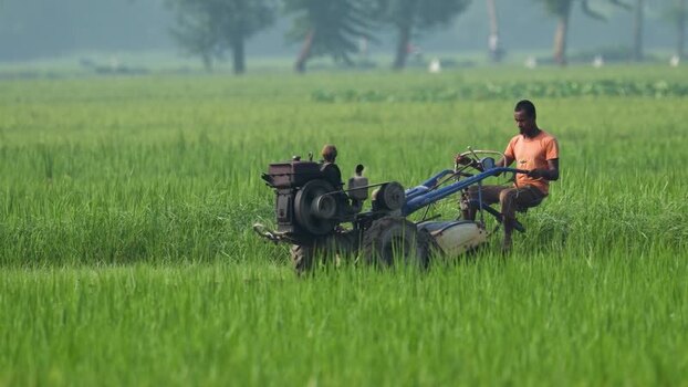 View of a farmer operating a power tiller in a rice field Bangladesh.