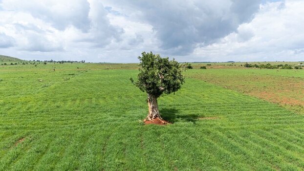 Aerial view of a lone tree standing in a lush green field under a cloudy sky in Riyom Plateau Nigeria. Aerial view of a lone tree standing in a lush green field under a cloudy sky in Riyom Plateau Nigeria.