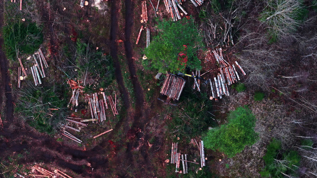 Aerial view of logging operations in a forest with stacked timber tire tracks on the ground and surrounding trees in Latvija. Aerial view of logging operations in a forest with stacked timber tire tracks on the ground and surrounding trees in Latvija.
