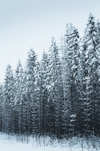 View of snow covered pine trees in a dense forest in the Pohja Korvemaa Nature Reserve Harju County Estonia. View of snow covered pine trees in a dense forest in the Pohja Korvemaa Nature Reserve Harju County Estonia.