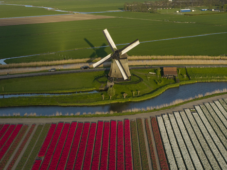 Aerial view of a traditional Dutch windmill surrounded by vibrant red and white tulip fields with a canal and green meadows under the warm light of the golden hour in the Netherlands. Aerial view of a traditional Dutch windmill surrounded by vibrant red and white tulip fields with a canal and green meadows under the warm light of the golden hour in the Netherlands.