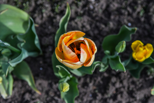 View of a blooming orange and yellow tulip flower with green leaves on dark soil in a garden in San Carlos de Bariloche Rio Negro Province Argentina. View of a blooming orange and yellow tulip flower with green leaves on dark soil in a garden in San Carlos de Bariloche Rio Negro Province Argentina.