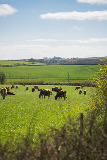 View of a herd of cows grazing in a lush green pasture under a bright blue sky in the rolling countryside of Looe Cornwall United Kingdom. View of a herd of cows grazing in a lush green pasture under a bright blue sky in the rolling countryside of Looe Cornwall United Kingdom.