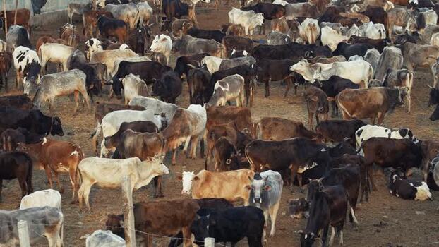 View of a large herd of cattle in a crowded outdoor market Nepal.