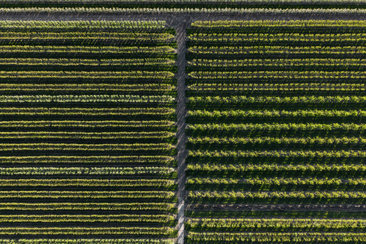 Aerial view of neat rows of fruit trees in an orchard with a central dirt path under bright sunlight Flevoland Netherlands.