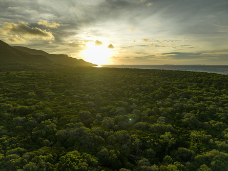 Aerial view of lush mangrove forest meeting the sea under a golden sunset near Karimunjawa Mangrove Forest Karimunjawa Indonesia.