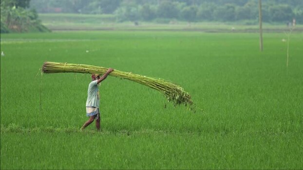 View of a farmer carrying a bundle of crops in Jamalpur Bangladesh.