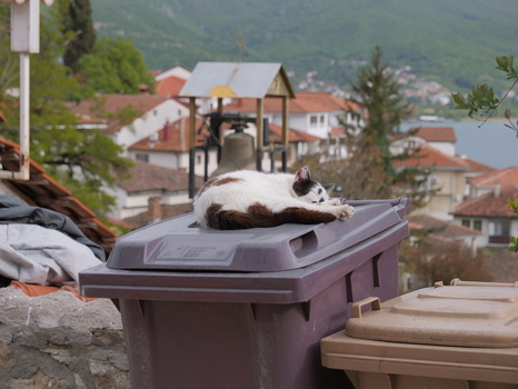 View of a cat sleeping on a plastic trash bin with the historic town of Ohrid and Lake Ohrid in the background in Ohrid Municipality of Ohrid North Macedonia. View of a cat sleeping on a plastic trash bin with the historic town of Ohrid and Lake Ohrid in the background in Ohrid Municipality of Ohrid North Macedonia.