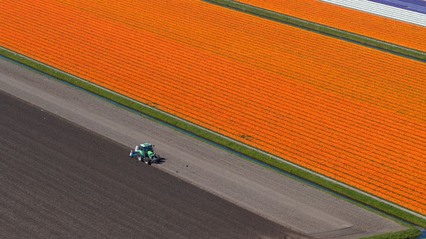 Aerial view of a green tractor plowing a dark soil field adjacent to vibrant orange tulip rows under bright daylight Heiloo North Holland Netherlands. Aerial view of a green tractor plowing a dark soil field adjacent to vibrant orange tulip rows under bright daylight Heiloo North Holland Netherlands.