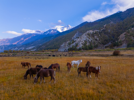 Aerial view of a herd of horses grazing in a golden meadow with snow capped Himalayan mountains in the background under a clear blue sky in Nepal.