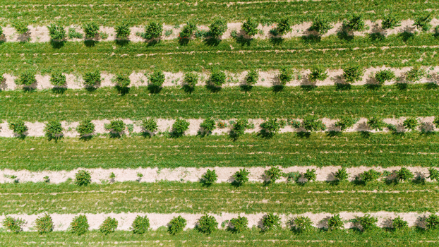 Aerial view of neat rows of green fruit trees in a sunlit orchard Novi Sad Vojvodina Serbia.