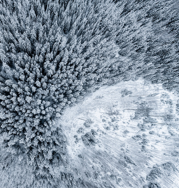 Aerial view of a dense coniferous forest covered in snow with a partially cleared area showing patterns of trees and winter landscape in Latvia. Aerial view of a dense coniferous forest covered in snow with a partially cleared area showing patterns of trees and winter landscape in Latvia.