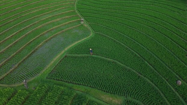 Aerial view of Soka Rice Fields with a farmer in Selemadeg Indonesia.