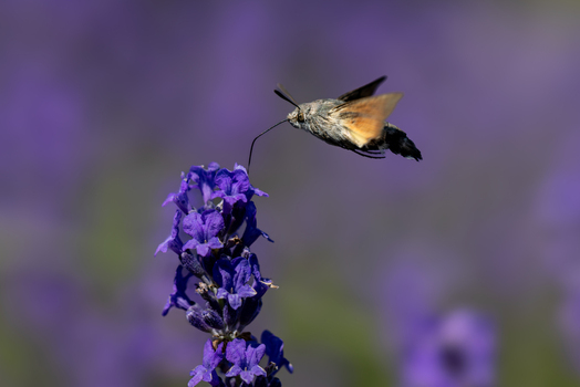 View of a hummingbird hawk moth hovering while feeding on a purple lavender flower in a garden in Wittenheim Grand Est France.