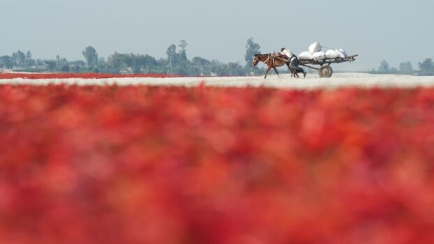 View of a man with a horse drawn cart in Bogura Bangladesh. View of a man with a horse drawn cart in Bogura Bangladesh.