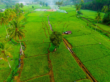 Aerial view of Taba Tembilang rice fields with lush green paddies palm trees and a small hut in Arga Makmur Bengkulu Indonesia. Aerial view of Taba Tembilang rice fields with lush green paddies palm trees and a small hut in Arga Makmur Bengkulu Indonesia.