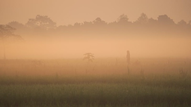 View of a person in a misty field at dawn Bangladesh.