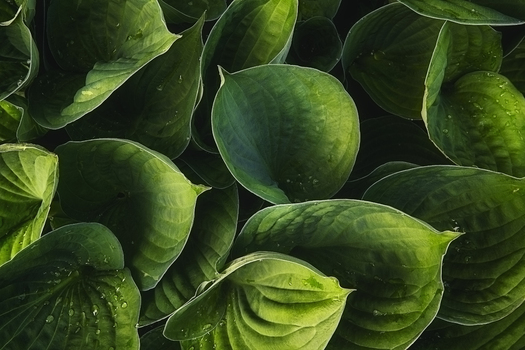 View of large green hosta leaves with visible veins and small water droplets in soft light Poland. View of large green hosta leaves with visible veins and small water droplets in soft light Poland.