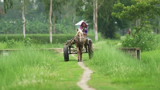 View of a man riding a horse cart through green fields Bangladesh. View of a man riding a horse cart through green fields Bangladesh.