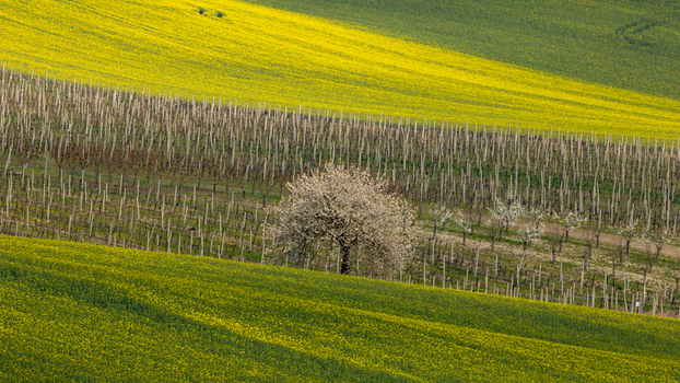 View of rolling hills with vibrant yellow rapeseed fields a vineyard with wooden stakes and a blossoming white tree in Sardice South Moravian Region Czechia. View of rolling hills with vibrant yellow rapeseed fields a vineyard with wooden stakes and a blossoming white tree in Sardice South Moravian Region Czechia.