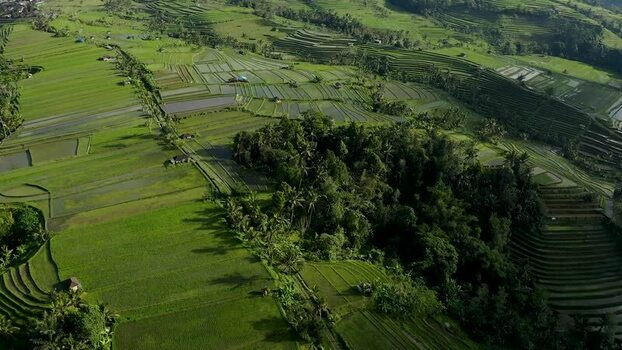 Aerial view of Jatiluwih Rice Terraces in Indonesia.