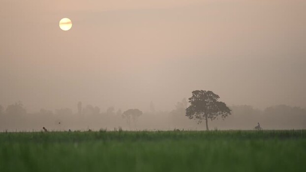 View of a misty field with a lone tree at sunrise Bangladesh.