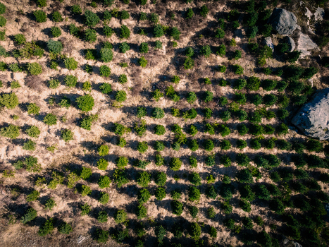 Aerial view of rows of young evergreen trees in a Christmas tree plantation with rocky terrain and dry soil in Hjelmelandsvagen Rogaland Norway.