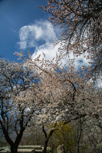View of blossoming apricot trees in spring near Altit Fort with white flowers against a bright blue sky and scattered clouds in the Hunza Valley Altit Gilgit Pakistan. View of blossoming apricot trees in spring near Altit Fort with white flowers against a bright blue sky and scattered clouds in the Hunza Valley Altit Gilgit Pakistan.