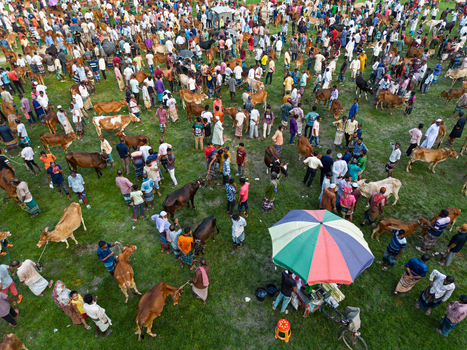 Akkelpur Upazila Bangladesh 20 May 2026 Aerial view of a crowded cattle market with people and livestock gathered on a green field during a traditional trade fair. Akkelpur Upazila Bangladesh 20 May 2026 Aerial view of a crowded cattle market with people and livestock gathered on a green field during a traditional trade fair.