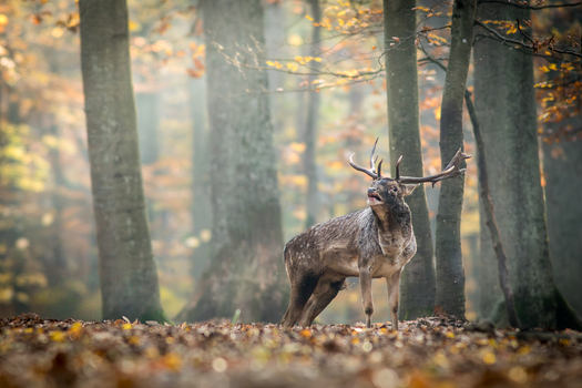 View of a fallow deer standing in an autumn forest with golden leaves on the ground and sunlight filtering through the trees in Debrzno Pomeranian Voivodeship Poland. View of a fallow deer standing in an autumn forest with golden leaves on the ground and sunlight filtering through the trees in Debrzno Pomeranian Voivodeship Poland.