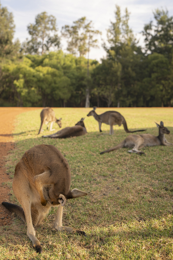 View of a group of kangaroos resting and grazing on a grassy field with trees in the background in Pemberton Western Australia Australia.