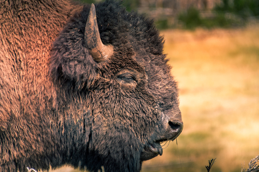 View of a bison in profile with thick brown fur and horns in Yellowstone National Park United States.