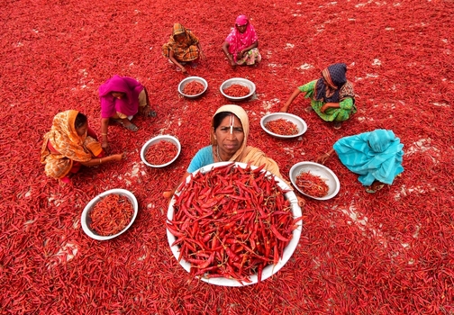 Bogura Bangladesh 30 March 2018 View of women in colorful saris sorting red chili peppers into metal bowls on a vast drying field. Bogura Bangladesh 30 March 2018 View of women in colorful saris sorting red chili peppers into metal bowls on a vast drying field.