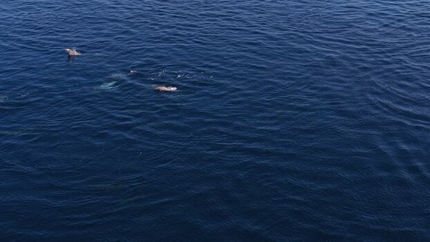 Aerial view of a pod of dolphins swimming in the ocean Maldives. Aerial view of a pod of dolphins swimming in the ocean Maldives.