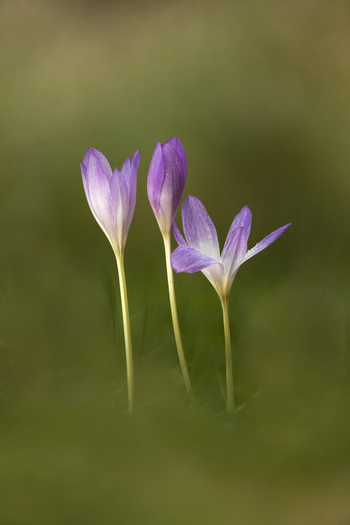 View of three purple Autumn Crocus flowers blooming in a meadow in Northamptonshire United Kingdom. View of three purple Autumn Crocus flowers blooming in a meadow in Northamptonshire United Kingdom.