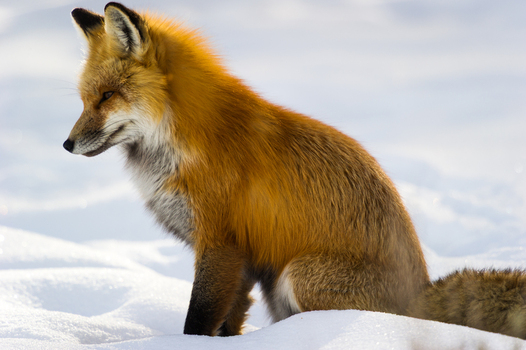 View of a red fox sitting in the snow in Yellowstone National Park United States.